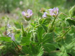 Image of Small-flowered Cranesbill