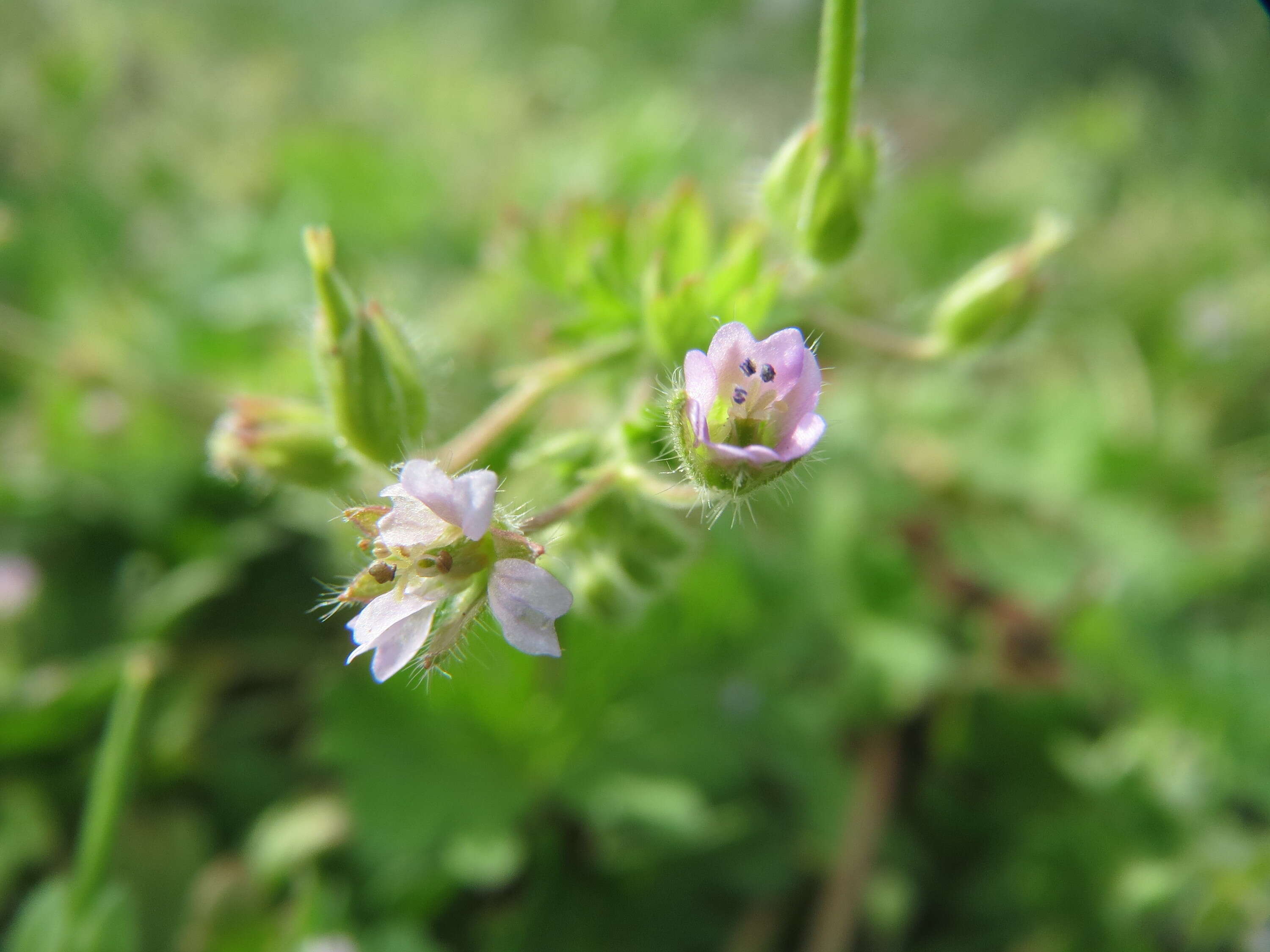 Image of Small-flowered Cranesbill