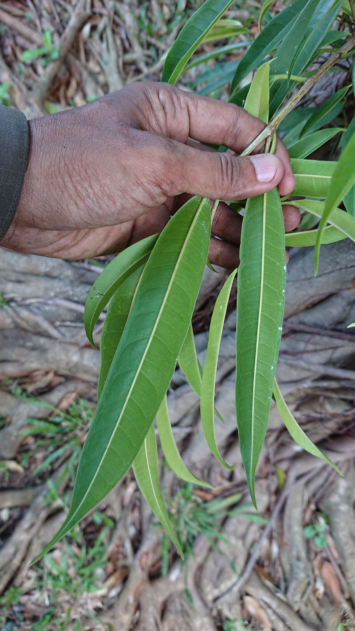 Ficus binnendijkii (Miq.) Miq.的圖片