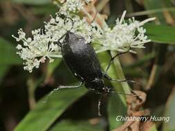 Слика од <i>Calosoma maximowiczi</i>