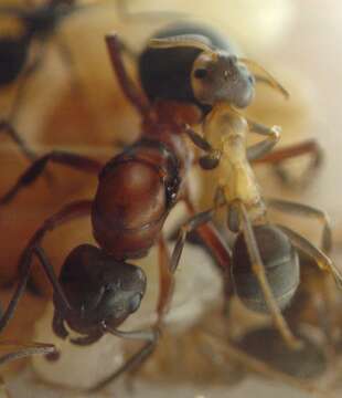 Слика од Formica sanguinea Latreille 1798