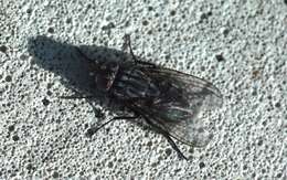 Image of House fly