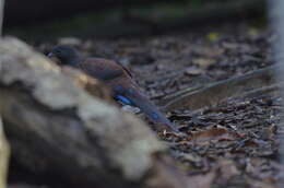 Image of Mountain Peacock-Pheasant