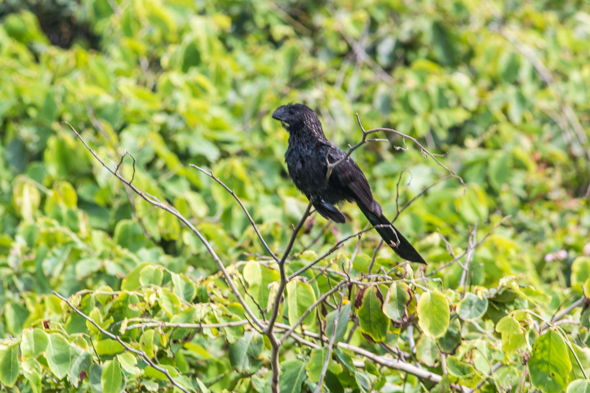 Imagem de Crotophaga Linnaeus 1758