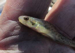 صورة Etheostoma chlorosomum (Hay 1881)