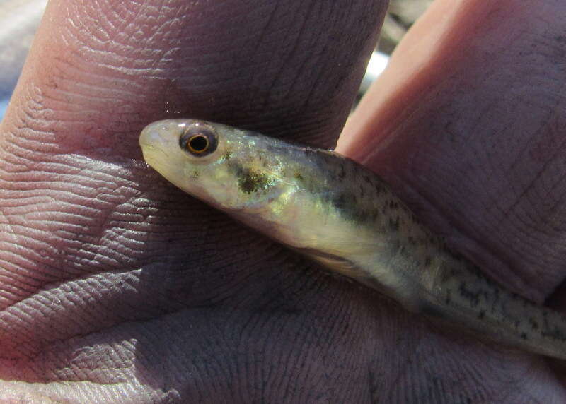 صورة Etheostoma chlorosomum (Hay 1881)