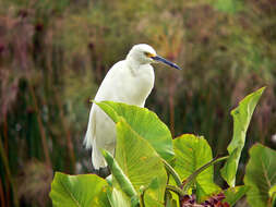 Image de Aigrette neigeuse