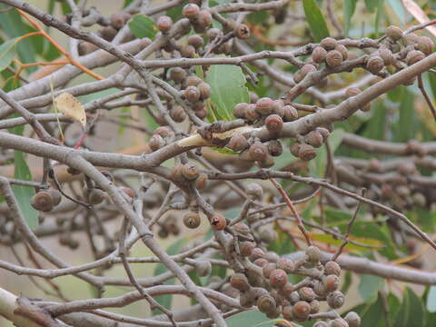 Imagem de Eucalyptus baxteri (Benth.) Maiden & Blakely