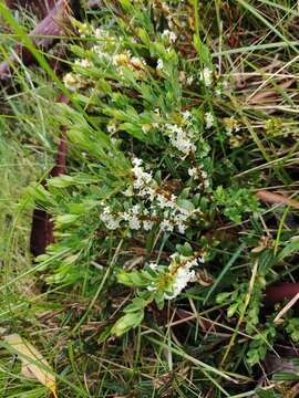 Image of Pimelea axiflora subsp. alpina (Benth.) Threlfall