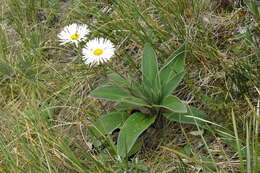 Plancia ëd Celmisia verbascifolia subsp. verbascifolia