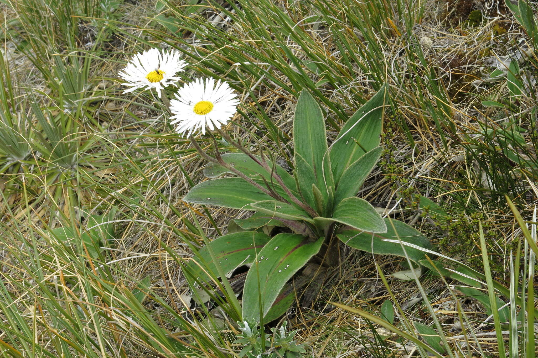 Plancia ëd Celmisia verbascifolia subsp. verbascifolia