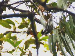 Image of Black-throated Grey Warbler