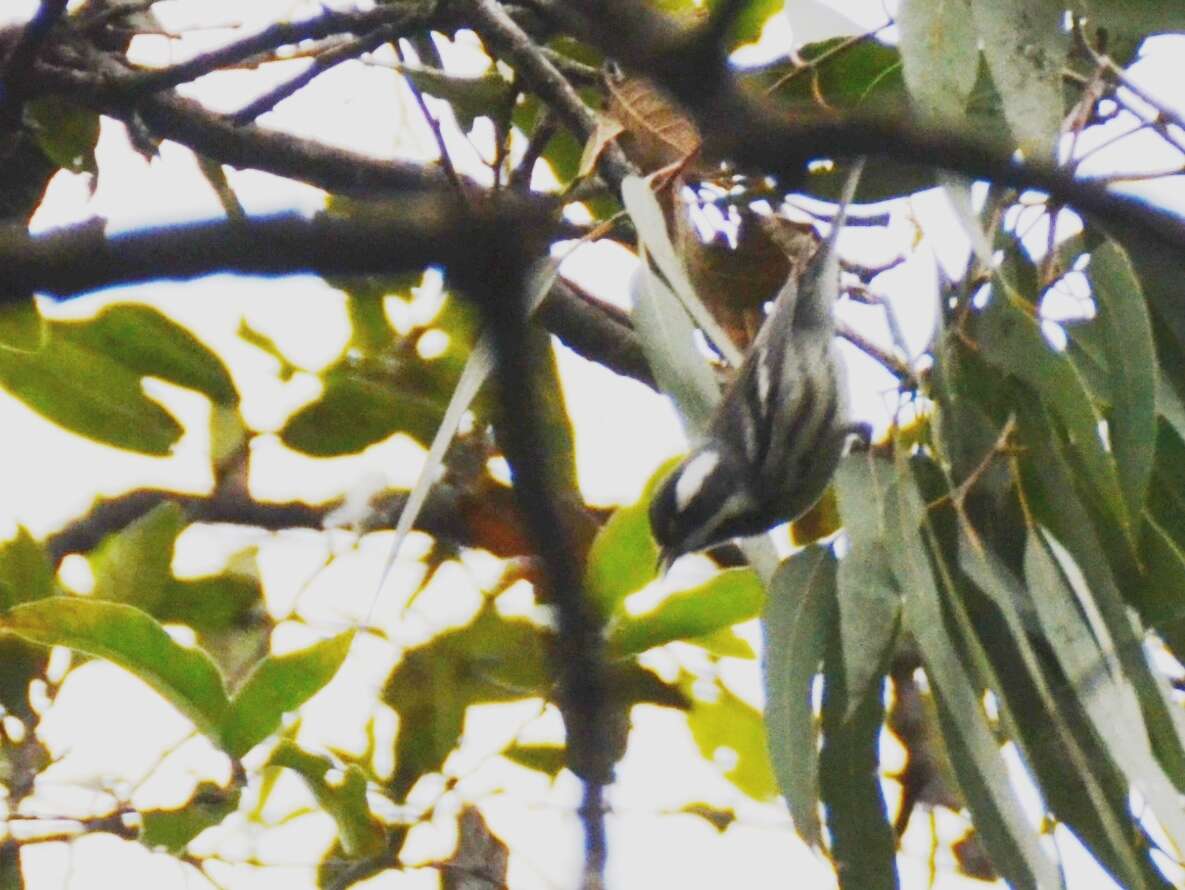 Image of Black-throated Grey Warbler