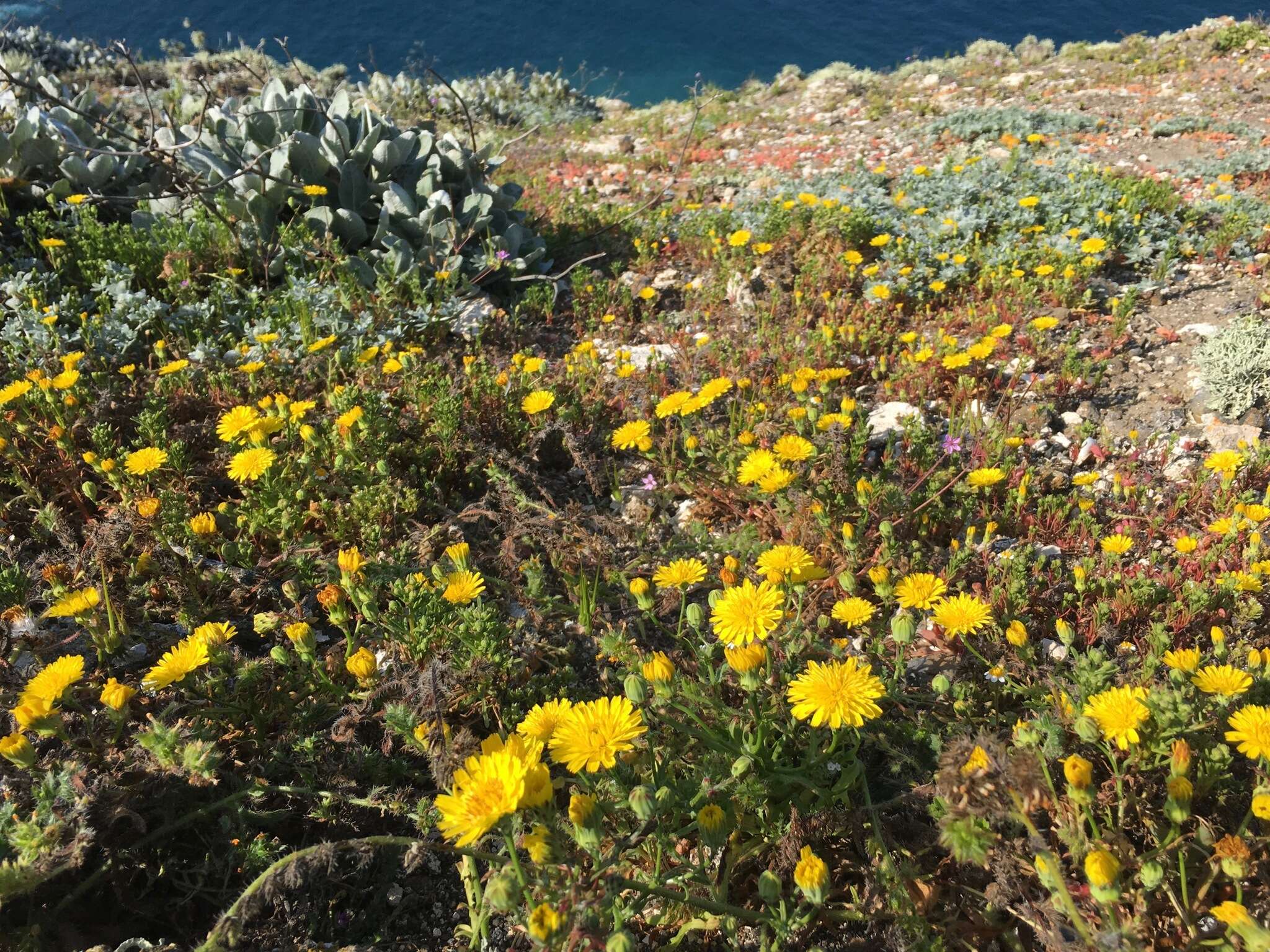 Image de Malacothrix foliosa subsp. philbrickii W. S. Davis