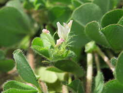 Image of subterranean clover