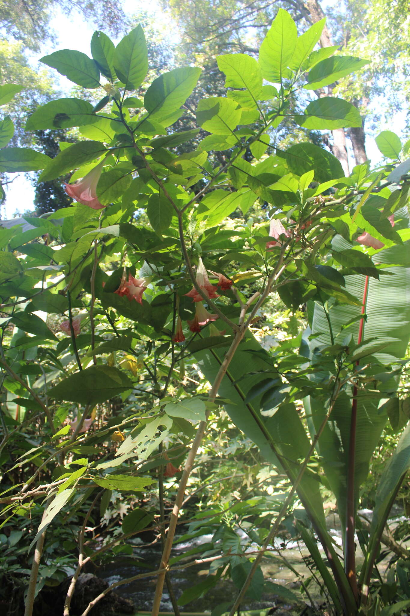 Image de Brugmansia insignis (Barb-Rodr.) T. E. Lockwood ex E. Wade Davis