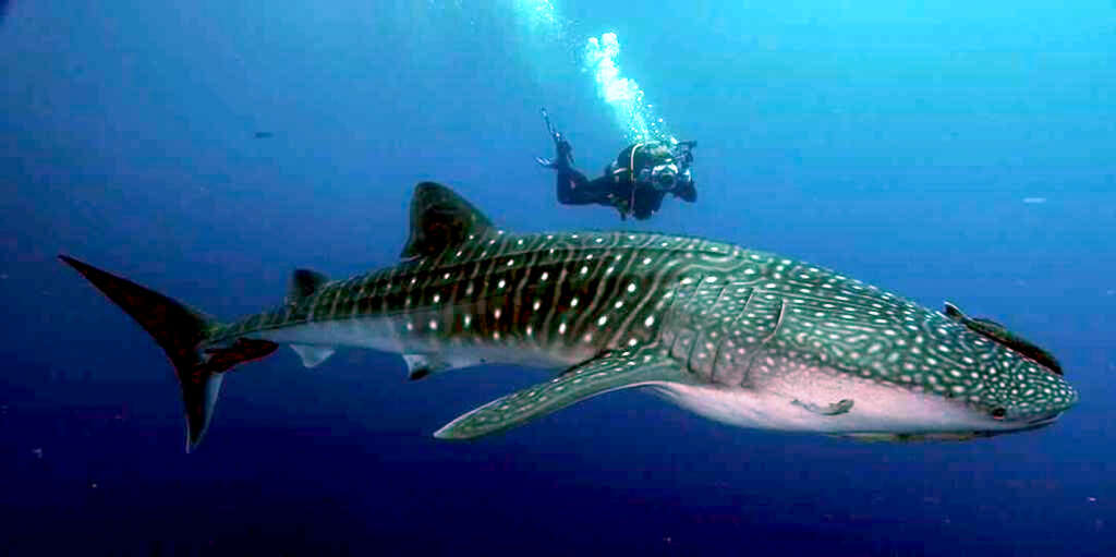 Image of whale sharks