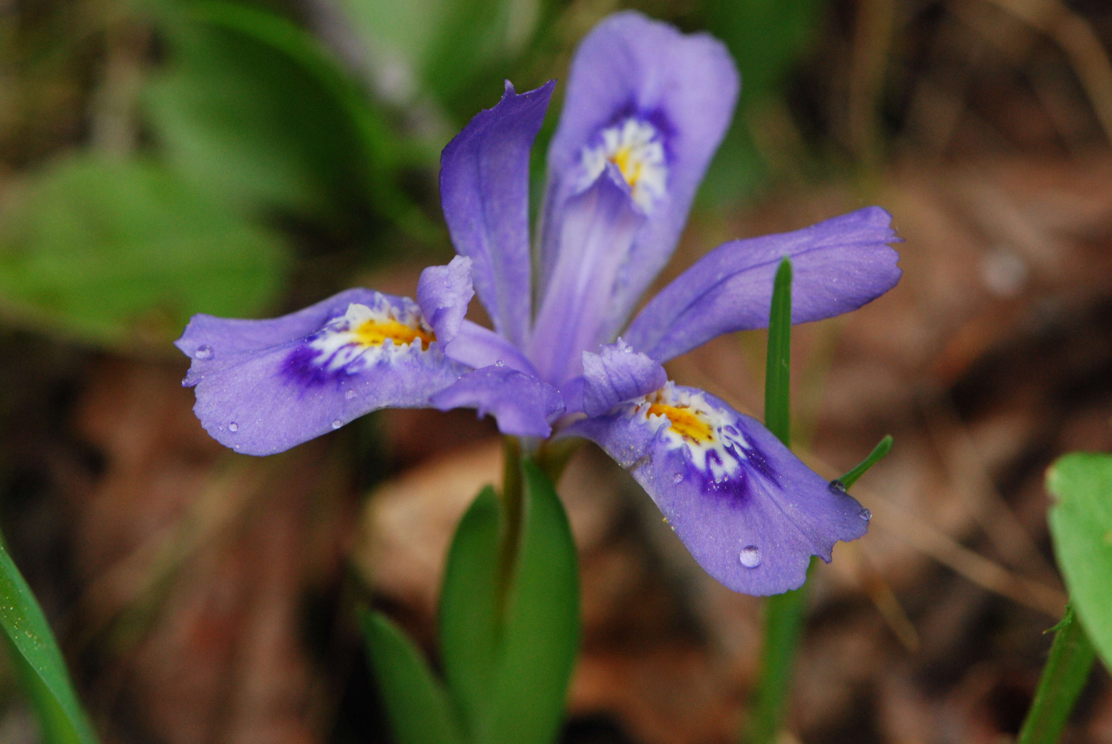 Plancia ëd Iris lacustris Nutt.