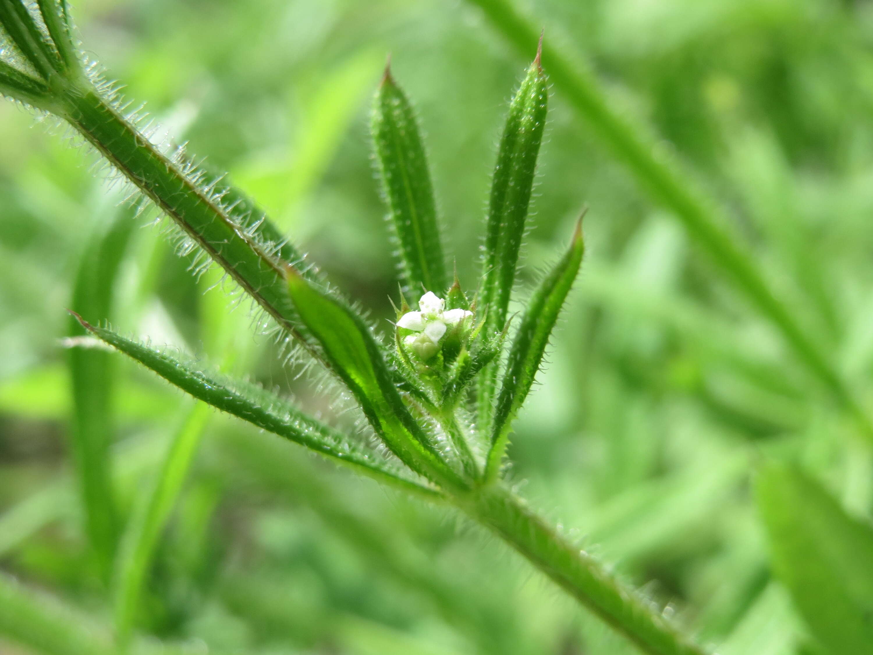 Plancia ëd Galium aparine L.