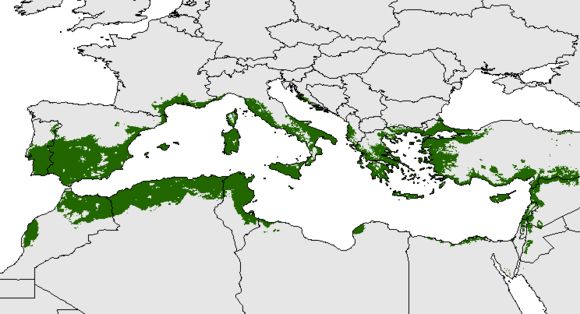<span class="translation_missing" title="translation missing: en.medium.untitled.map_image_of, page_name: olive tree">Map Image Of</span>