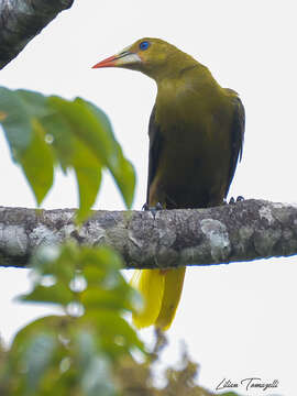 صورة Psarocolius viridis (Müller & Pls 1776)