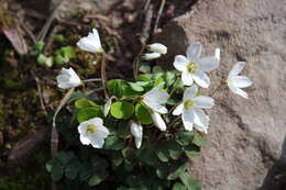 Imagem de Oxalis acetosella L.