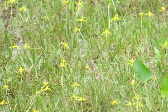 Image of grassleaf mudplantain