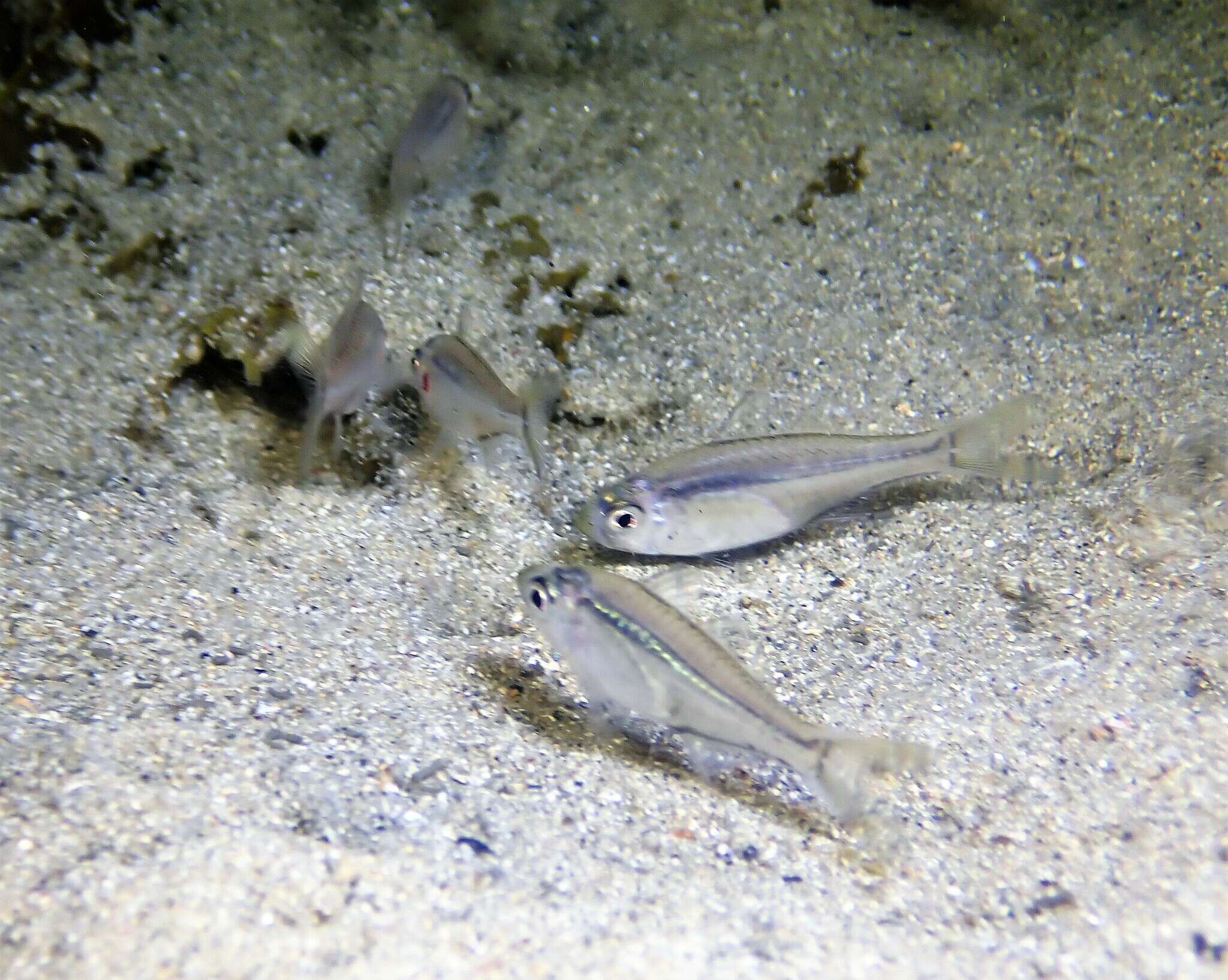 Image of Port Jackson glassfish