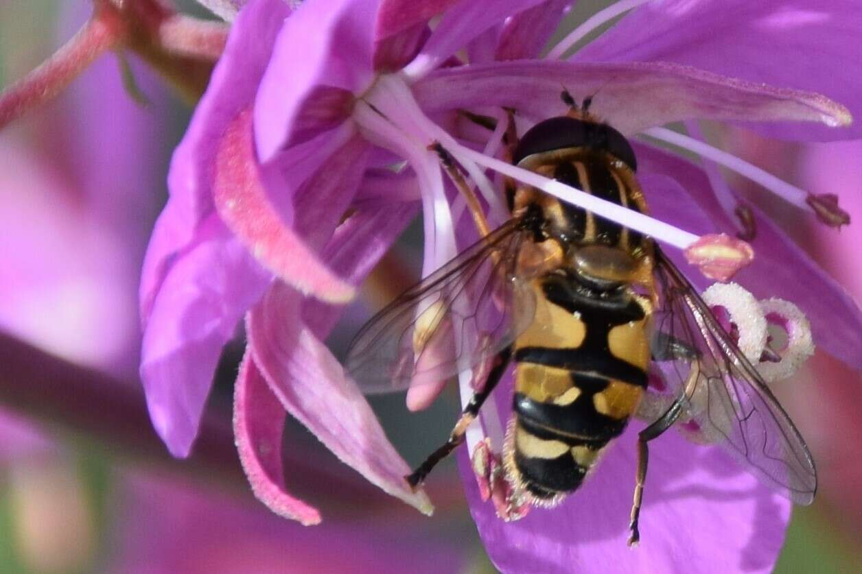 صورة Helophilus neoaffinis Fluke 1949