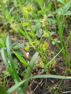 Image of Drosera peltata Thunb.