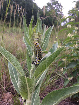 Image of Cucullia verbasci Linnaeus 1758