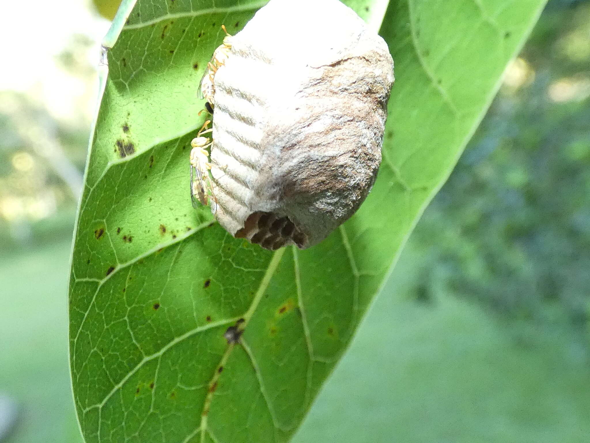 Imagem de <i>Protopolybia potiguara</i>