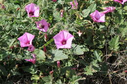 Image of mallow bindweed