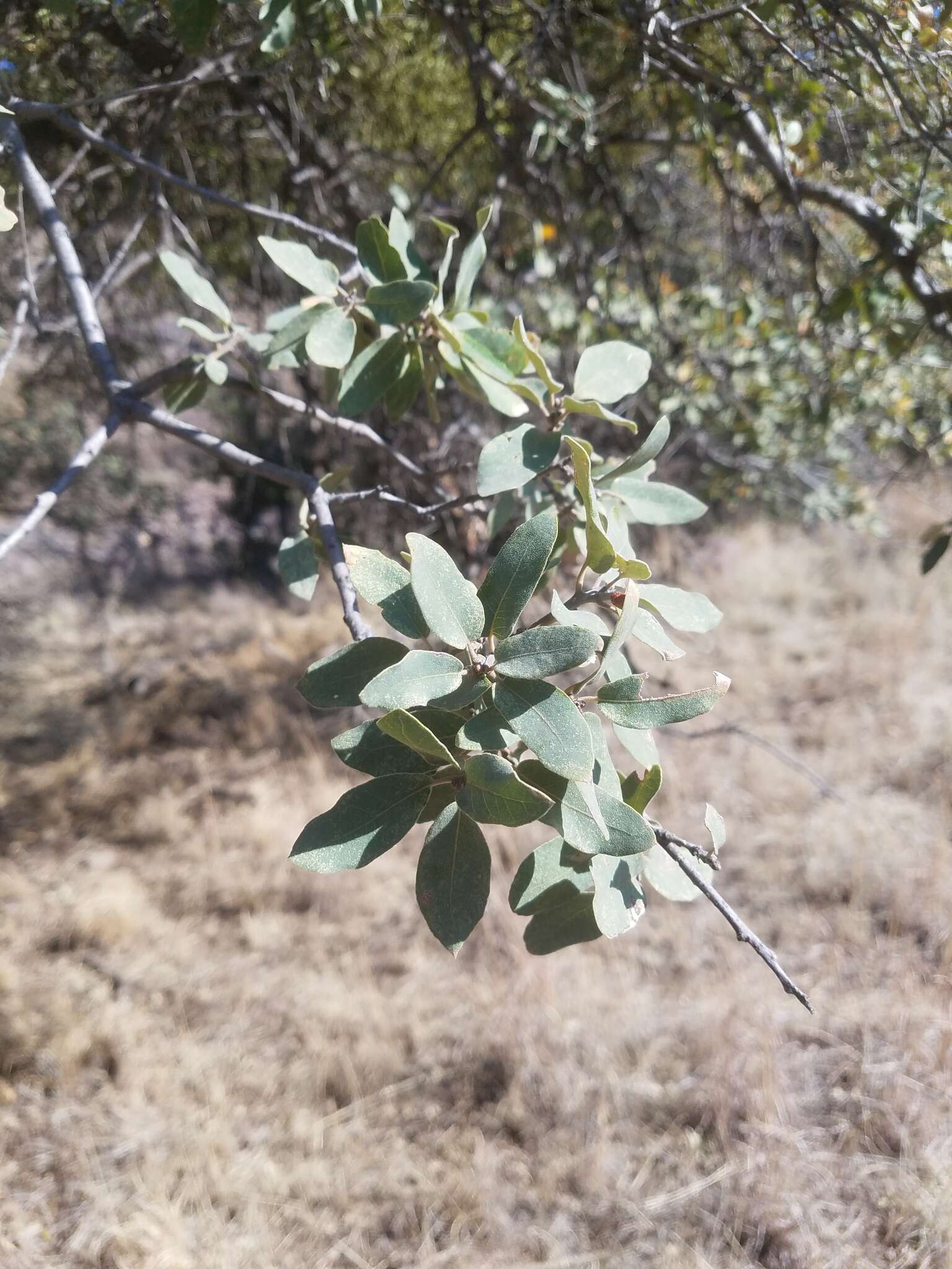 Image of gray oak