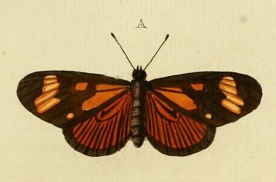 Image of Actinote thalia Linnaeus 1758