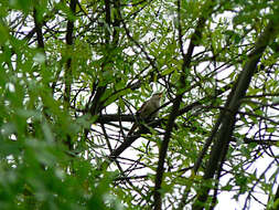 Image of nightingale, common nightingale