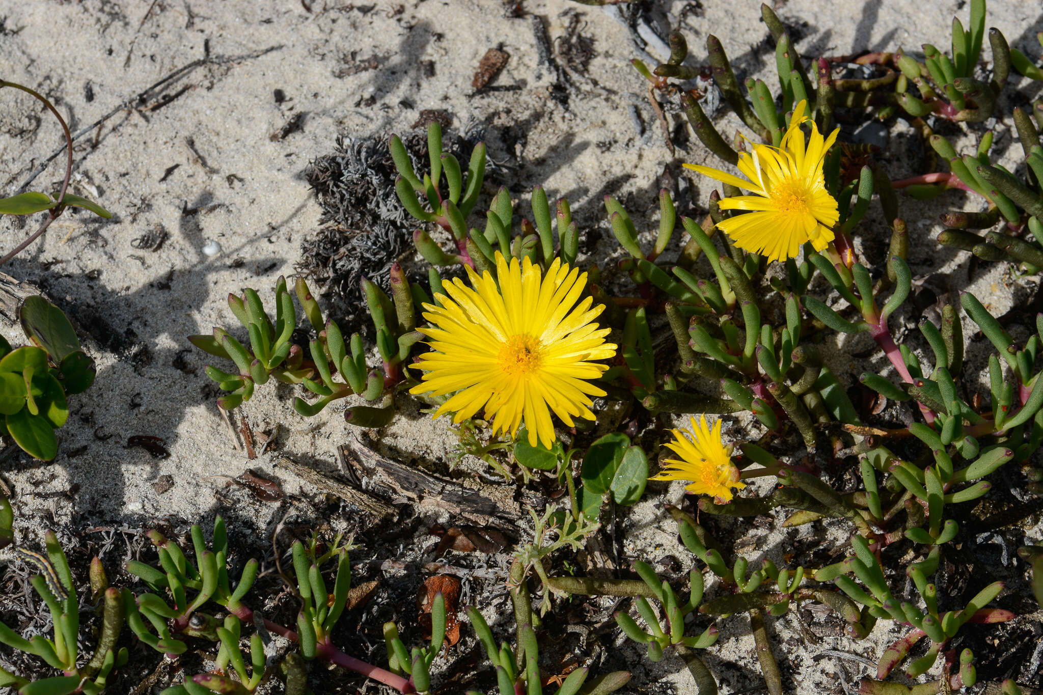 Image of Jordaaniella dubia (Haw.) H. E. K. Hartm.