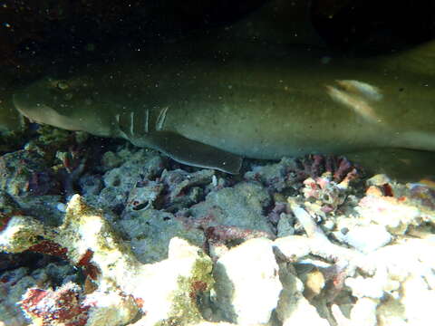 Image of Brownbanded Bamboo Shark