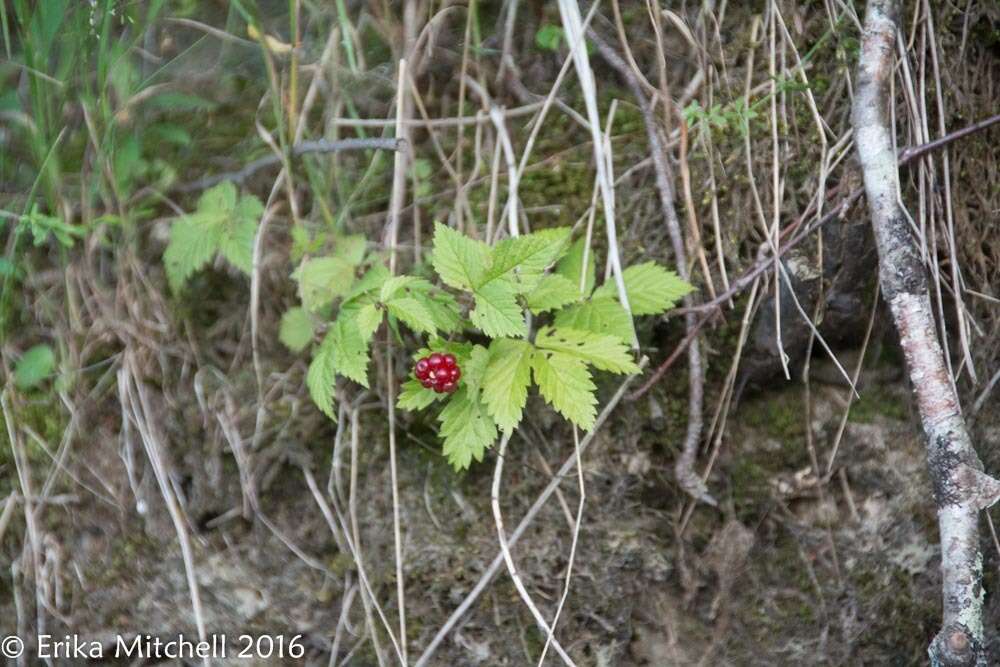 Image of dwarf red blackberry