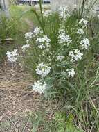 Image of Siberian horseradish