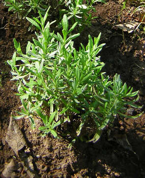 Слика од Lavandula angustifolia Mill.