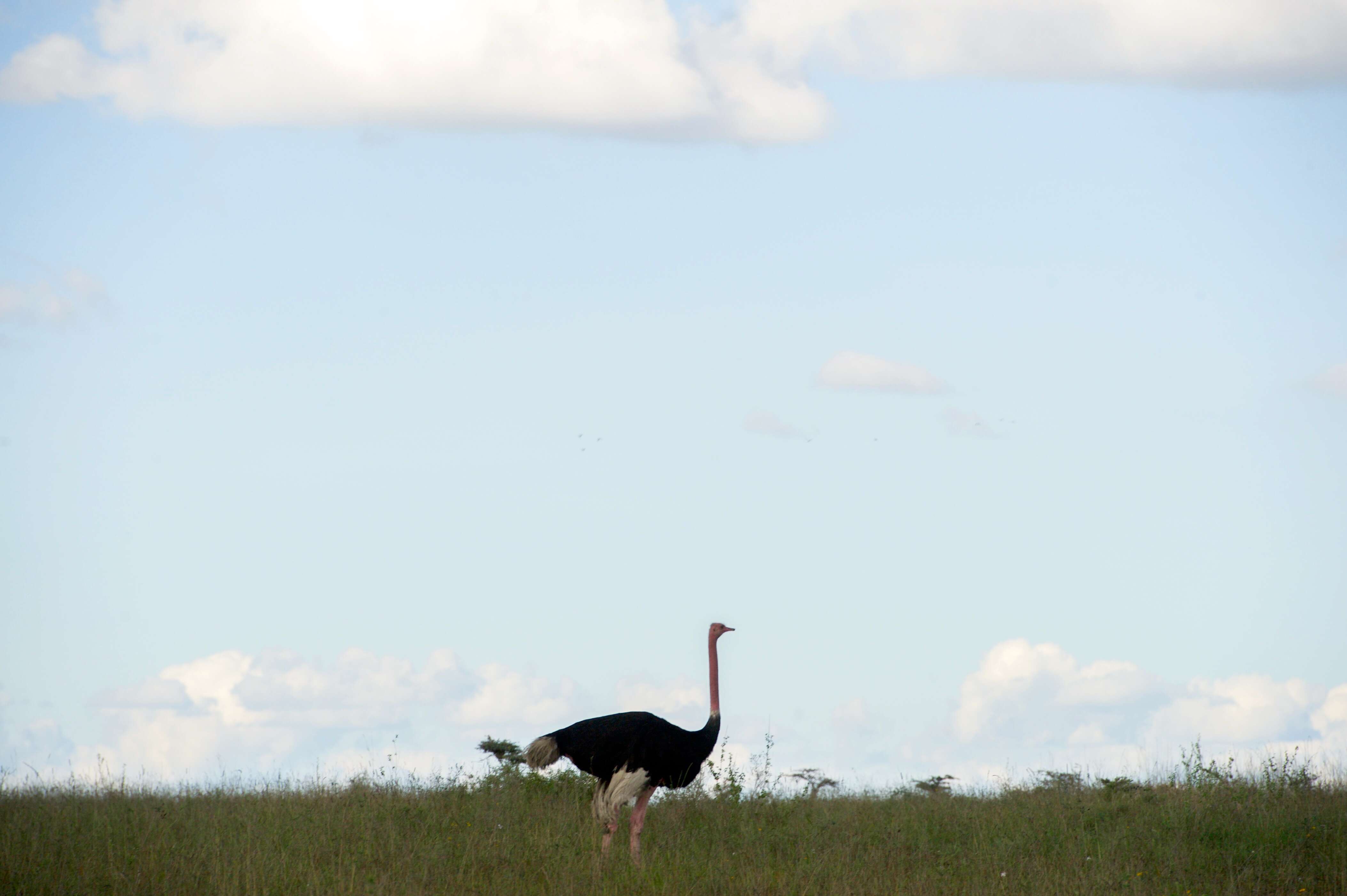 Image of Masai ostrich