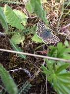 Image of Grizzled skipper