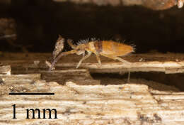 Image of Springtail