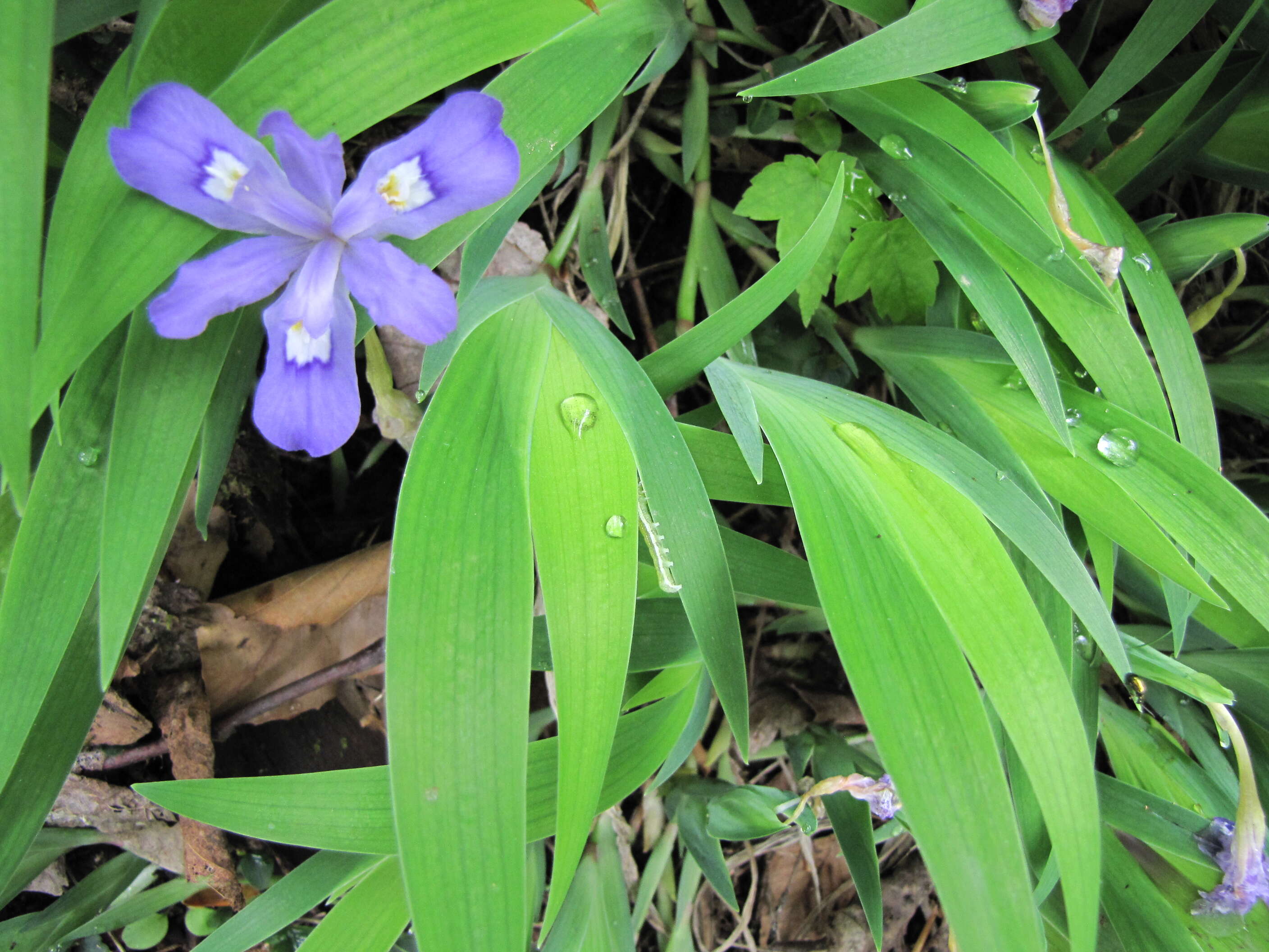 Image of crested iris