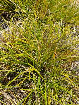 Image of Chionochloa australis (Buchanan) Zotov