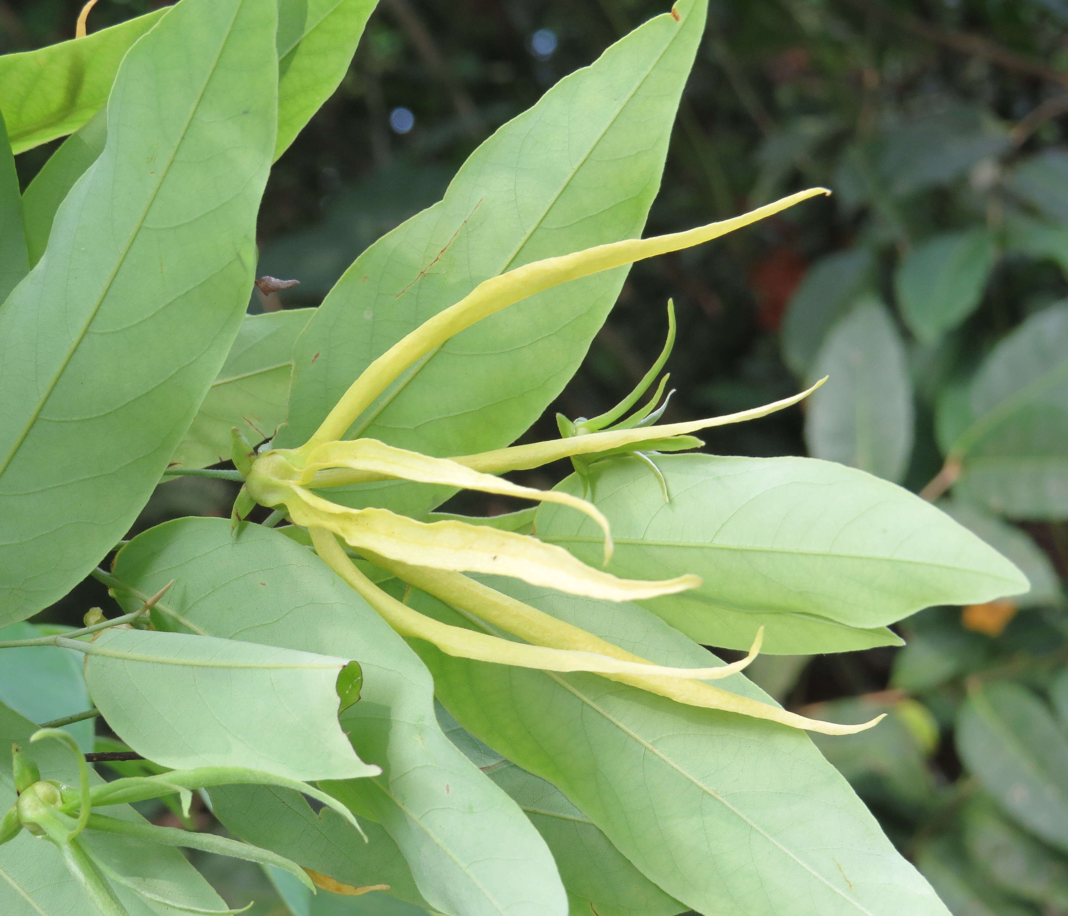 Image of Desmos chinensis Lour.