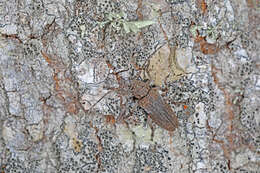 Niphona picticornis Mulsant 1839的图像