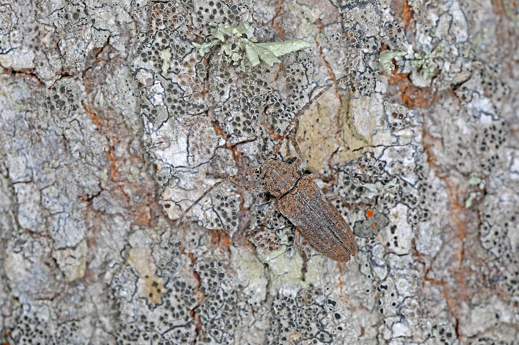 Niphona picticornis Mulsant 1839的图像