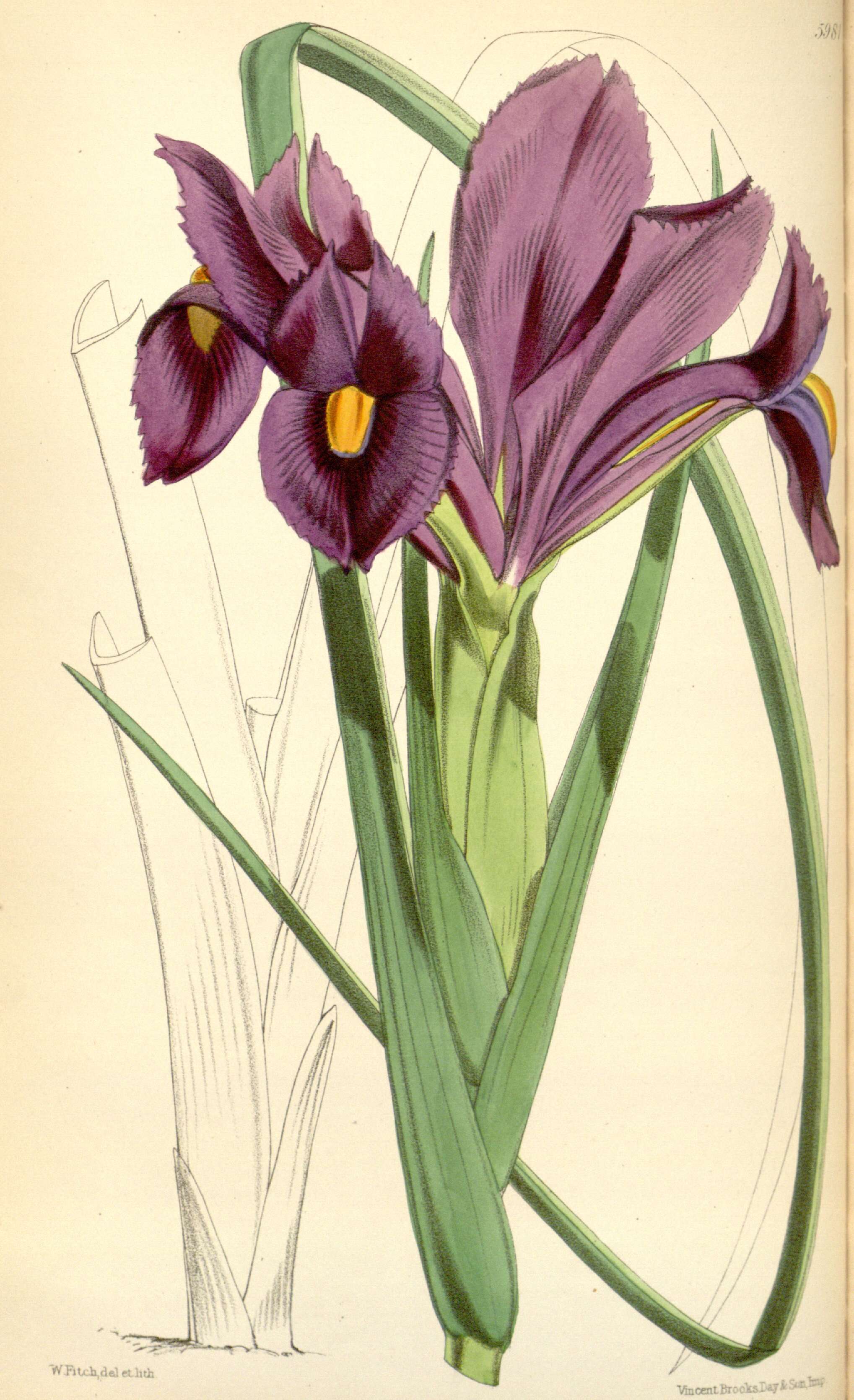 صورة Iris filifolia Boiss.